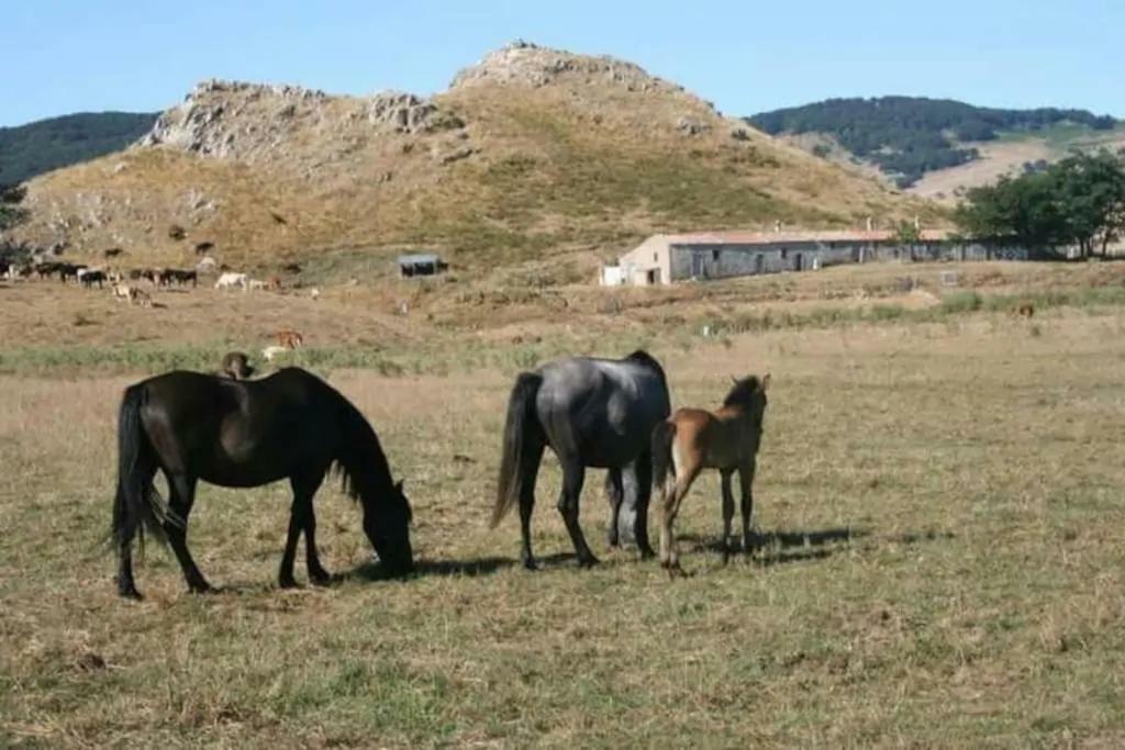 Agriturismo Don Cesarino Contura Exterior photo